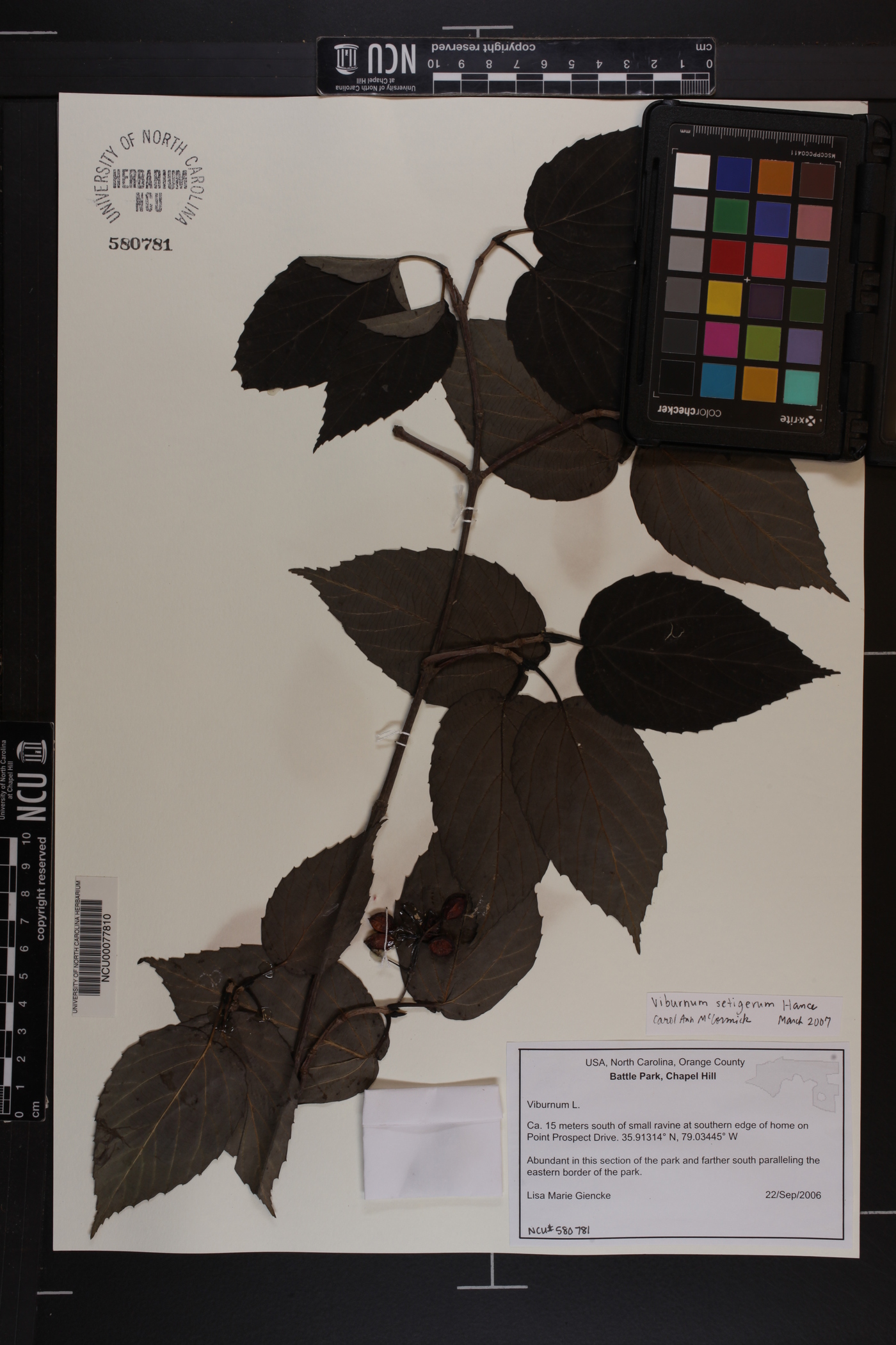 Viburnum setigerum image