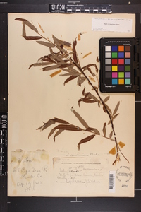 Salix caroliniana image