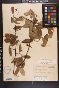 Quercus laurifolia image