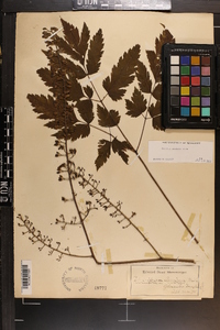 Actaea podocarpa image