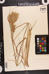 Andropogon longiberbis image