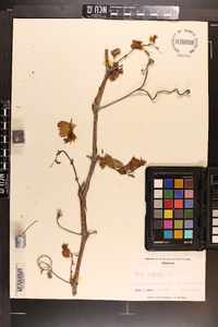 Vitis vulpina image