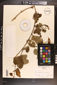 Vitis vulpina image