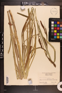 Carex hyalinolepis image