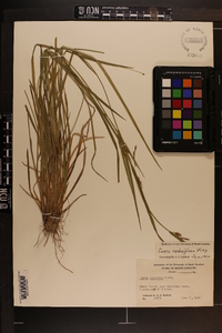 Carex crebriflora image