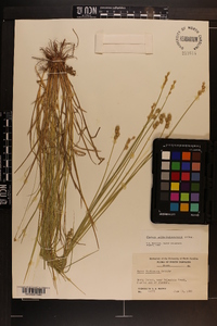 Carex albolutescens image