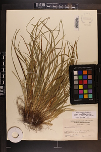 Carex cumberlandensis image