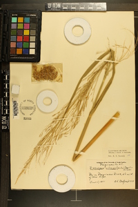 Zizania miliacea image