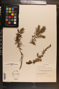 Ceratophyllum echinatum image