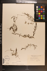 Ceratophyllum demersum image