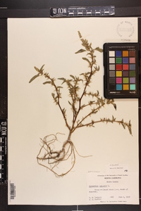 Amaranthus spinosus image