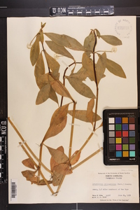 Alternanthera philoxeroides image