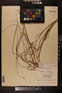 Andropogon ternarius image