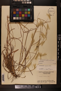 Andropogon ternarius image