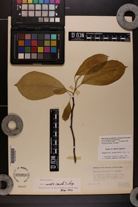 Magnolia acuminata image