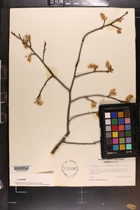 Amelanchier canadensis image