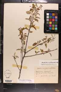 Amelanchier canadensis image