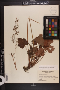 Heuchera americana image