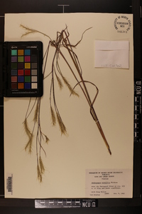 Andropogon ternarius image