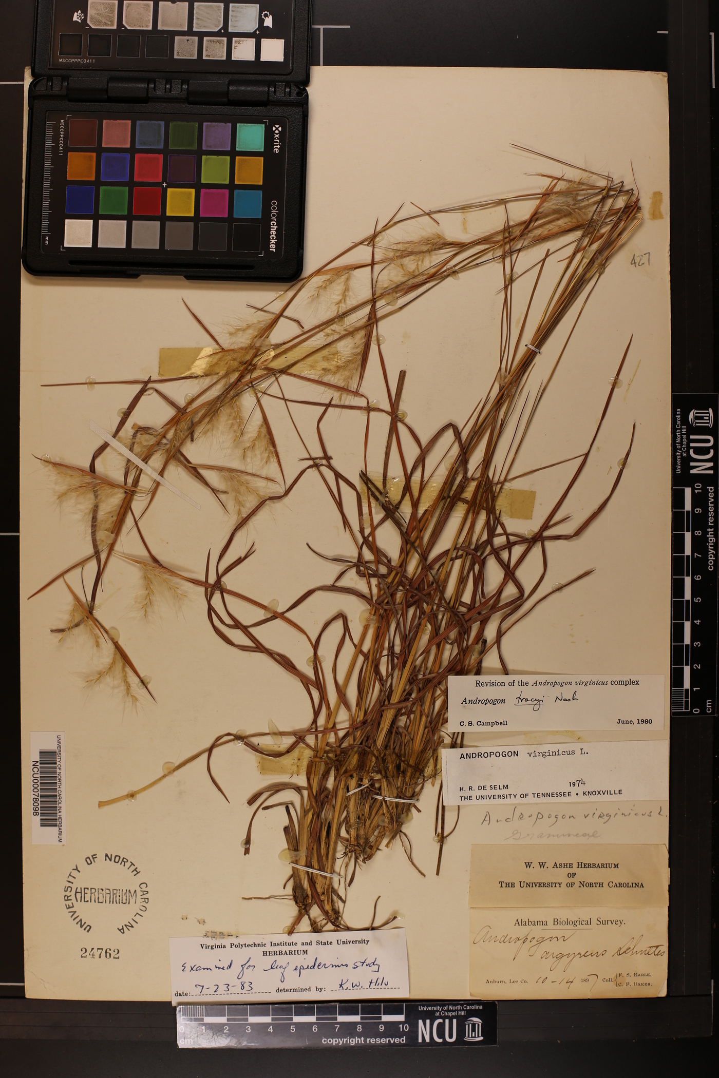 Andropogon tracyi image