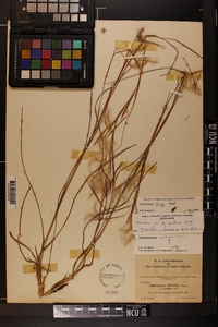 Andropogon tracyi image