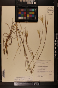 Andropogon tracyi image