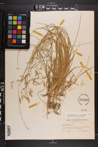 Poa cuspidata image