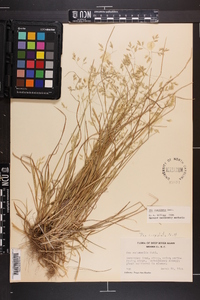 Poa cuspidata image