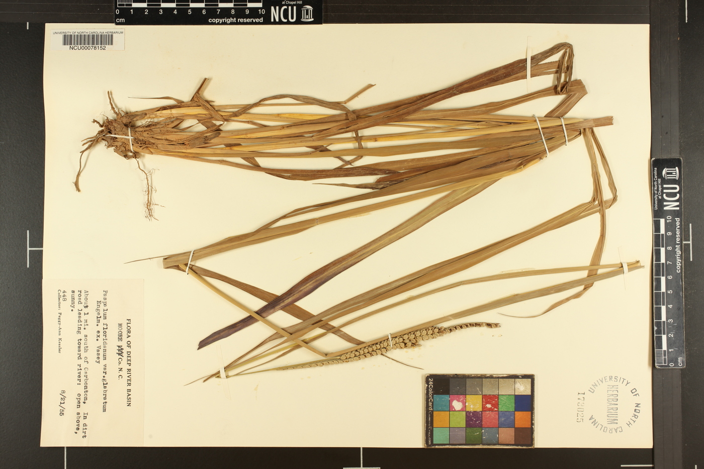 Paspalum floridanum var. glabratum image