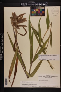 Dichanthelium scoparium image