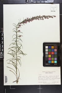 Liatris pilosa image