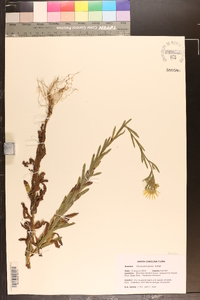 Bradburia pilosa image