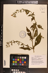 Mimulus alatus image