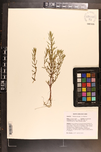 Rotala ramosior image