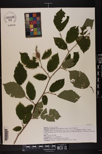 Corylus cornuta image