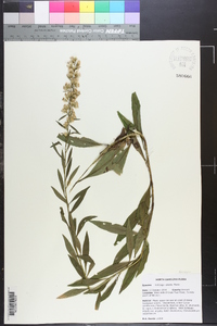 Solidago erecta image