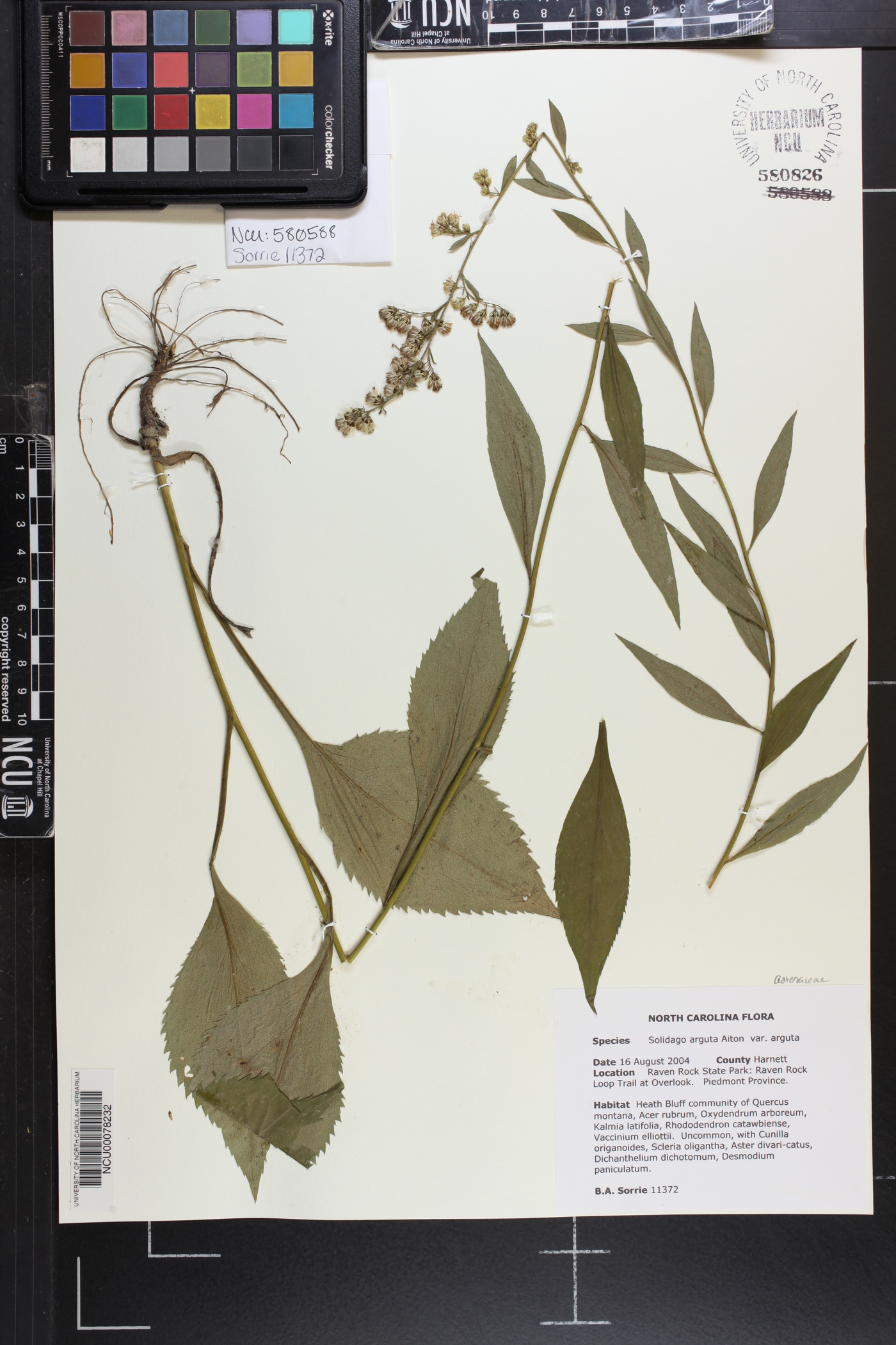 Solidago arguta var. arguta image