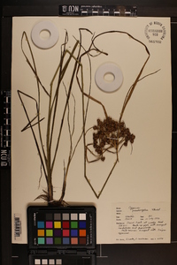 Cyperus pseudovegetus image