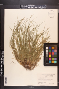 Carex willdenowii image