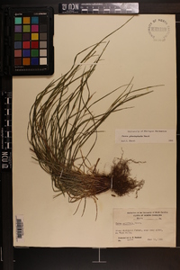 Carex planispicata image