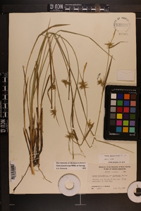 Carex lonchocarpa image