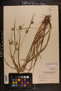 Carex lonchocarpa image