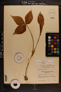 Arisaema triphyllum subsp. triphyllum image