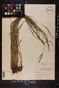 Scleria oligantha image