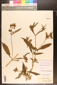 Bidens tripartita image