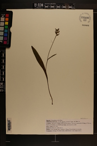 Platanthera clavellata image