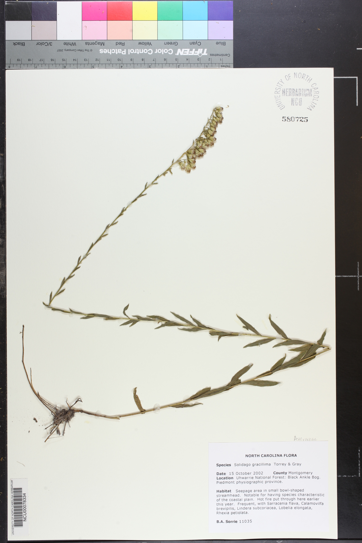 Solidago gracillima image