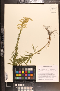 Solidago tortifolia image