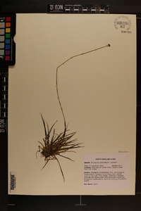 Eriocaulon compressum image