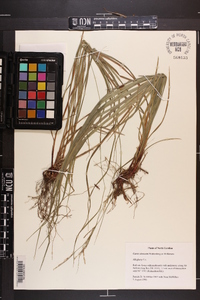 Carex virescens image